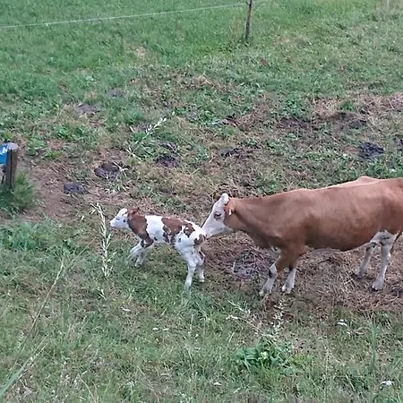 شقة Lindbichlhof Urlaub Am Bio Bauernhof