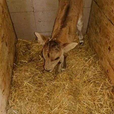 Lindbichlhof Urlaub Am Bio Bauernhof Apartamento Sankt Johann im Pongau