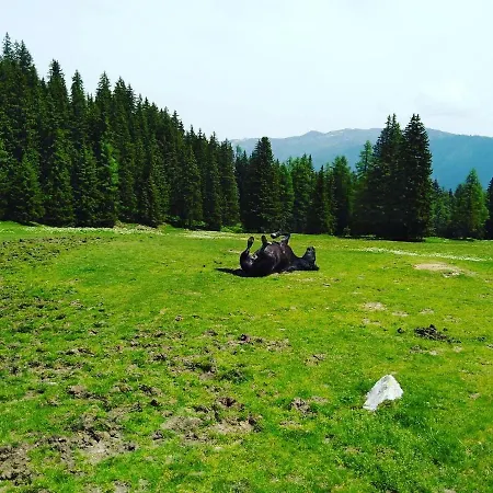 Lindbichlhof Urlaub Am Bio Bauernhof 公寓 蓬高圣约翰