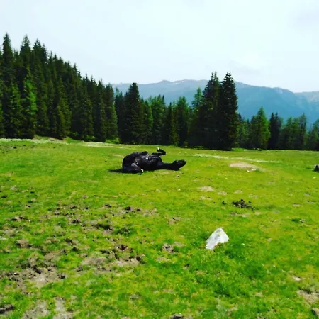 Lindbichlhof Urlaub Am Bio Bauernhof 公寓