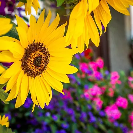 Lindbichlhof Urlaub Am Bio Bauernhof Apartamento *