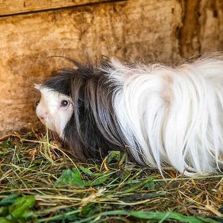 Lindbichlhof Urlaub Am Bio Bauernhof