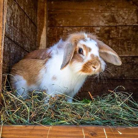 Lindbichlhof Urlaub Am Bio Bauernhof شقة