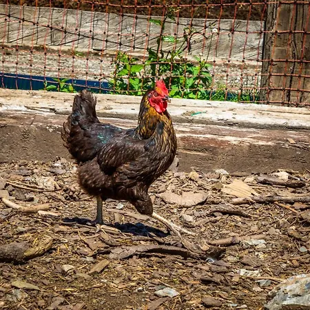 Lindbichlhof Urlaub Am Bio Bauernhof Apartamento *