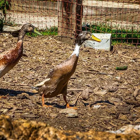 アパート Lindbichlhof Urlaub Am Bio Bauernhof ザンクト・ヨーハン・イム・ポンガウ