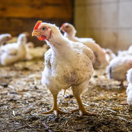 Lindbichlhof Urlaub Am Bio Bauernhof アパート *