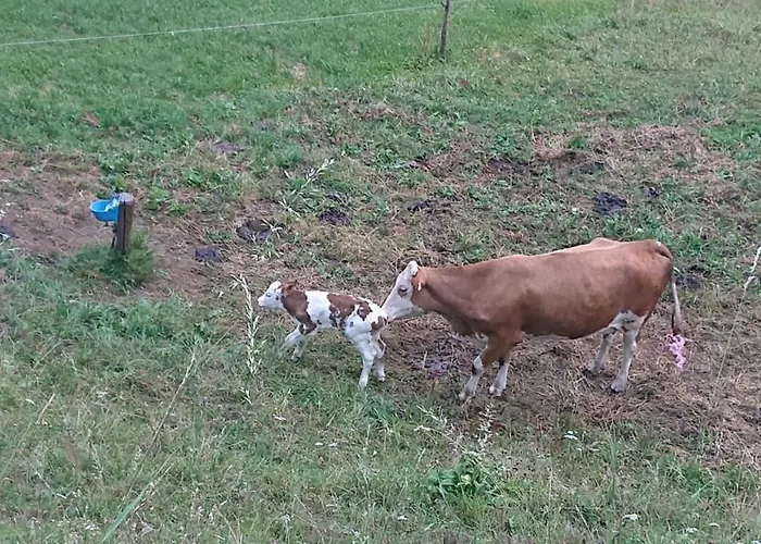 Apartmán Lindbichlhof Urlaub Am Bio Bauernhof
