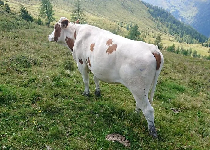 Lindbichlhof Urlaub Am Bio Bauernhof Sankt Johann im Pongau