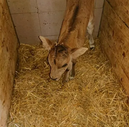 Lindbichlhof Urlaub Am Bio Bauernhof Apartmán Sankt Johann im Pongau