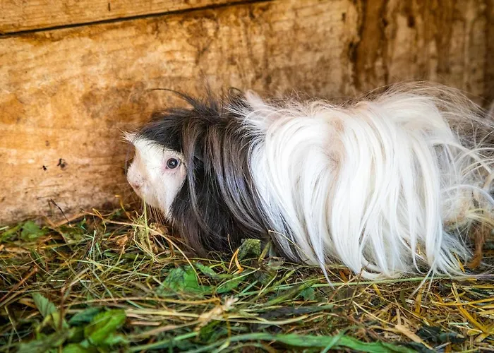 Lindbichlhof Urlaub Am Bio Bauernhof