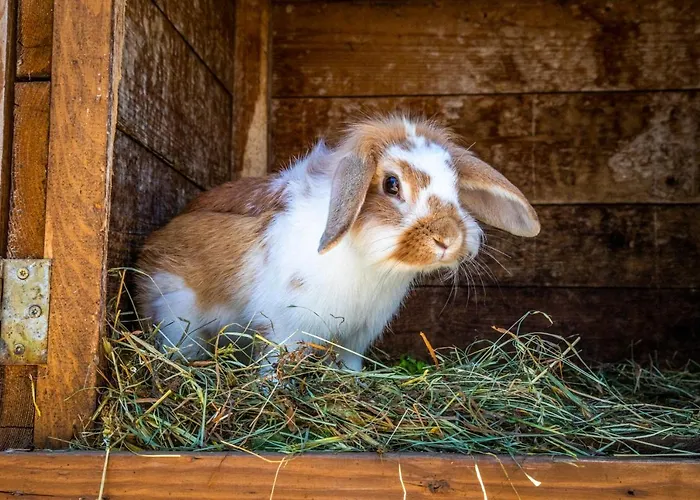 Lindbichlhof Urlaub Am Bio Bauernhof Apartmán