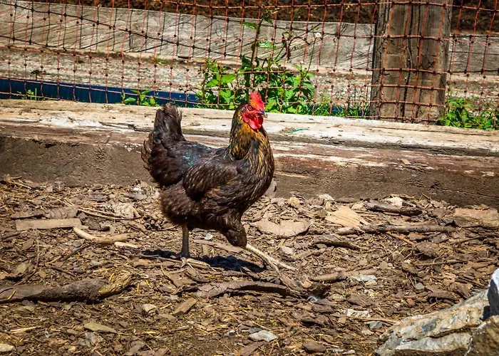 Lindbichlhof Urlaub Am Bio Bauernhof Апартаменты *