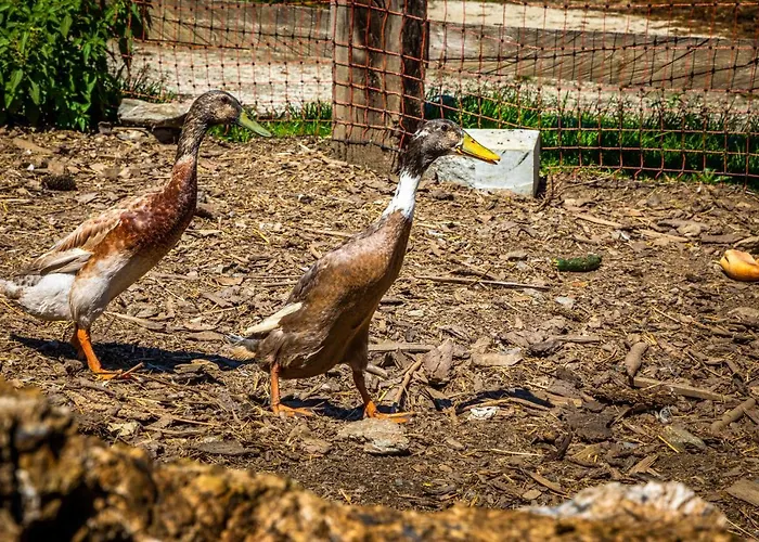 Апартаменты Lindbichlhof Urlaub Am Bio Bauernhof Санкт-Йохан