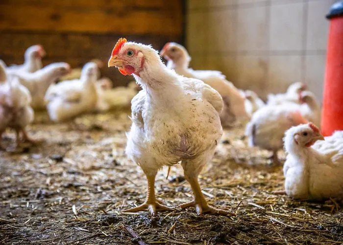 Lindbichlhof Urlaub Am Bio Bauernhof Apartmán *